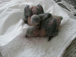 うちの鳥ちゃんたち 010