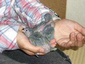 ちくちく開く1