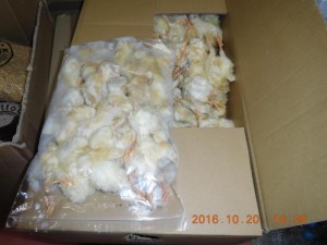 DSCN2619