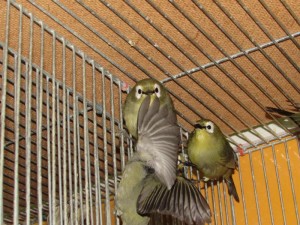 IMG_4732