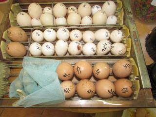 TA-667　ライトブラマの種卵・販売開始しました。