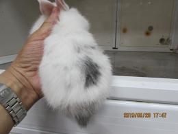 us-545　斑のミニウサギ