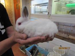 US-517　小型なウサギ　そろそろ生後3か月　メスです。