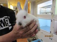 US-517　小型なウサギ　そろそろ生後3か月　メスです。