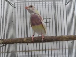 KOT-2091　17年若パステルイエロー紫胸コキンチョウの雌