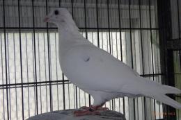 HT-847　22年生白い鳩(レース鳩)　　　　メス(小柄)