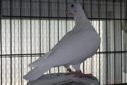 HT-847　22年生白い鳩(レース鳩)　　　　メス(小柄)