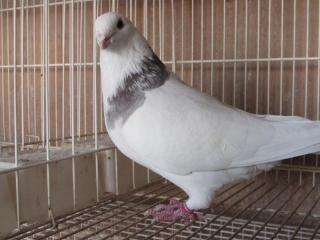 HT-795　顔の綺麗な白い鳩　16B155番　雌