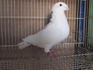 HT-795　顔の綺麗な白い鳩　16B155番　雌