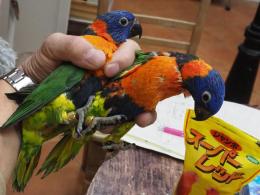 IN-3886　ゴシキセイガイインコ・挿し餌中の雛