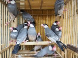 楽天市場】吟香 鳥飼 12本 セット 米焼酎 鳥飼酒造 熊本県 地域