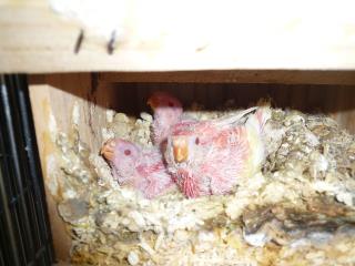 In 1692 当社生まれのアキクサインコ ルビノーの雛 キットウココ ペット部 In 1692 当社生まれのアキクサインコ ルビノーの雛 キットウココ ペット部