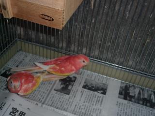 In 1692 当社生まれのアキクサインコ ルビノーの雛 キットウココ ペット部 In 1692 当社生まれのアキクサインコ ルビノーの雛 キットウココ ペット部