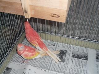 In 1692 当社生まれのアキクサインコ ルビノーの雛 キットウココ ペット部 In 1692 当社生まれのアキクサインコ ルビノーの雛 キットウココ ペット部