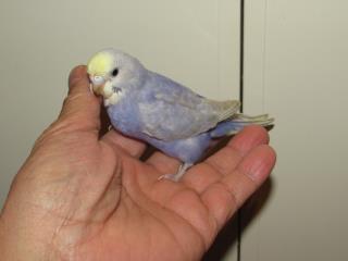 IN-2503 レインボーセキセイインコ メス | キットウココ ペット部