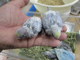 IN-2503 レインボーセキセイインコ メス | キットウココ ペット部