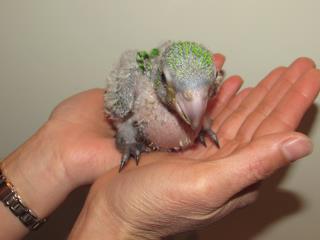 IN-2505 ズアカハネナガインコの雛 | キットウココ ペット部