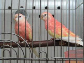 In 2519 アキクサインコ ルビノー 1羽の価格 キットウココ ペット部