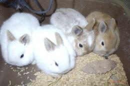 US-738　ネザーランドドワーフ　子供