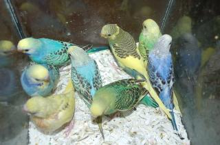 IN-764 国産セキセイインコの雛(そろそろ一人餌) | キットウココ ペット部
