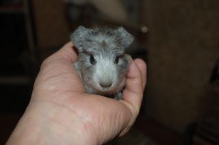 Us 390 クレステッドモルモット 女の子 キットウココ ペット部