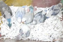 IN-4387　セキセイインコの雛　