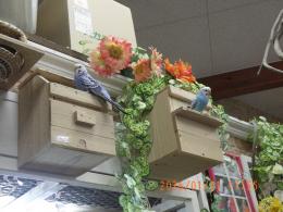 IN-4387　セキセイインコの雛　