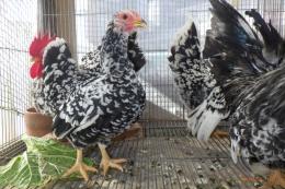 TA-981　25年生　チャボ・碁石種　ペアで