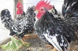 TA-981　25年生　チャボ・碁石種　ペアで