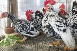 TA-981　25年生　チャボ・碁石種　ペアで