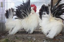 TA-982　25年チャボ・桂種　雄雌で