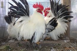 TA-982　25年チャボ・桂種　雄雌で