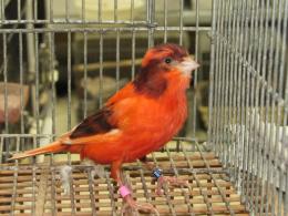 KOT-2273 レッドシスキン赤カナリヤの雌　18年