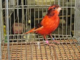 KOT-2273 レッドシスキン赤カナリヤの雌　18年