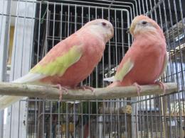 In 3405 親物アキクサインコ ルビノ 雄雌で キットウココ ペット部
