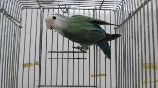 In 2529 シーグリーンコザクラインコ若 キットウココ ペット部