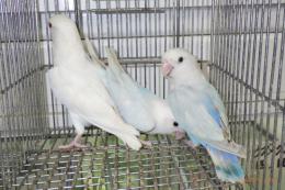 IN-4388　色変わりコザクラインコ　1羽の価格