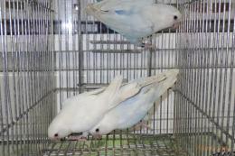 IN-4388　色変わりコザクラインコ　1羽の価格