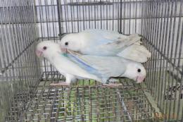 IN-4388　色変わりコザクラインコ　1羽の価格