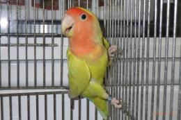 IN-4389　コザクラインコ　♀