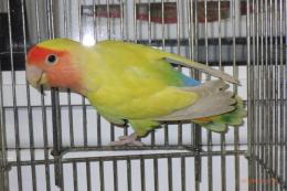 IN-4389　コザクラインコ　♀