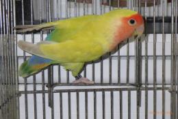 IN-4389　コザクラインコ　♀