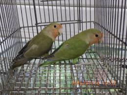 IN-4390　コザクラインコ　若の雄雌で