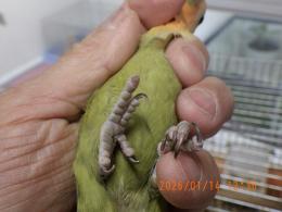 IN-4390　コザクラインコ　若の雄雌で