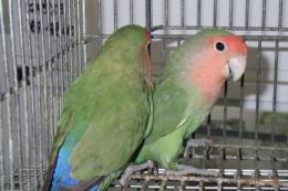 IN-4391　小桜いインコ　ノーマルの若雄雌で