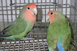 IN-4391　小桜いインコ　ノーマルの若雄雌で