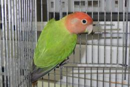 IN-4392　コザクラインコ　オパーリン　雌