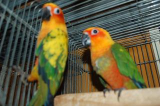 IN-1224 コガネメキシコインコ 2羽で(単品販売もします)その1