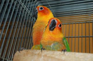 IN-1224 コガネメキシコインコ 2羽で(単品販売もします)その1