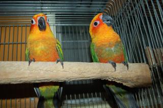 IN-1224 コガネメキシコインコ 2羽で(単品販売もします)その1